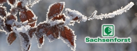 Logo Sachsenforst Sachsenforst © Stadt Großschirma