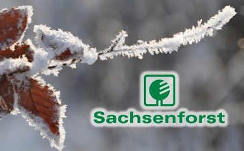 Sachsenforst